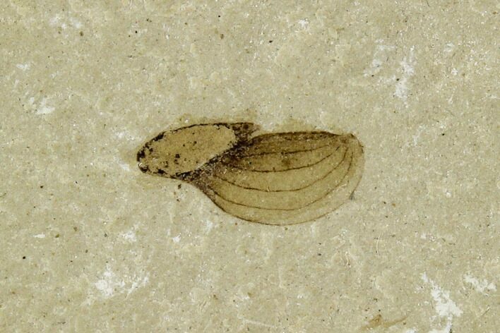 Fossil Samara (Winged Seed) - Green River Formation, Utah #111346